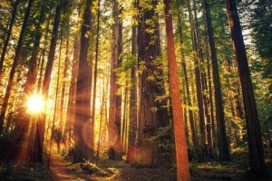 He sunset in the Redwoods 